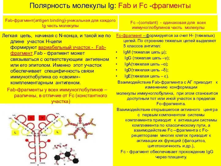 Полярность молекулы Ig: Fab и Fc -фрагменты Fab-фрагмент(antigen binding)-уникальная для