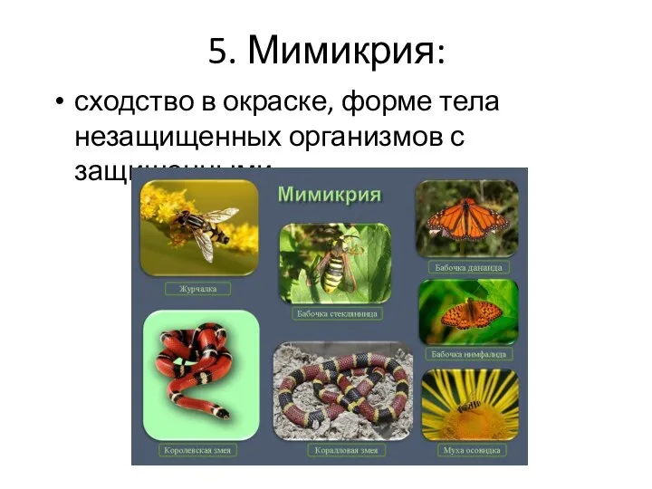 5. Мимикрия: сходство в окраске, форме тела незащищенных организмов с защищенными