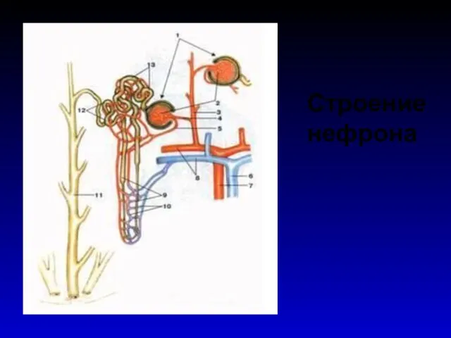 Строение нефрона