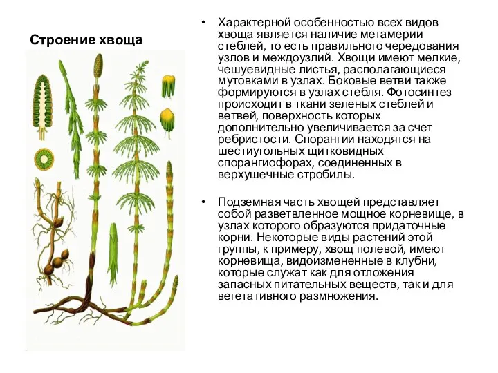 Строение хвоща Характерной особенностью всех видов хвоща является наличие метамерии
