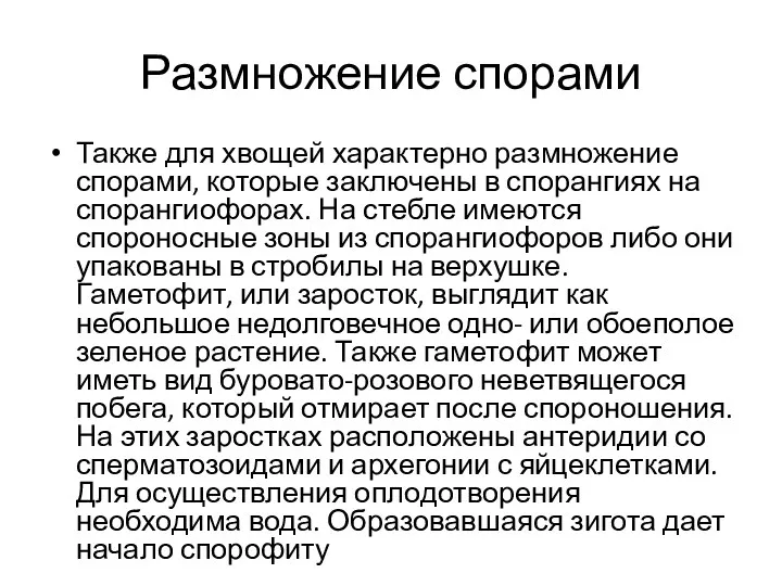 Размножение спорами Также для хвощей характерно размножение спорами, которые заключены