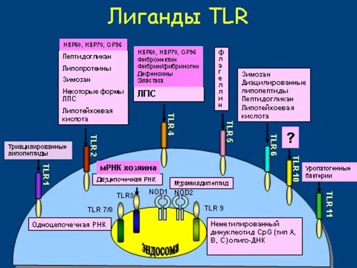 РЕГУЛЯЦИЯ ИММУНИТЕТА ЧЕРЕЗ PRR РАМР enPRR Фагоцитоз и лизис Презентация