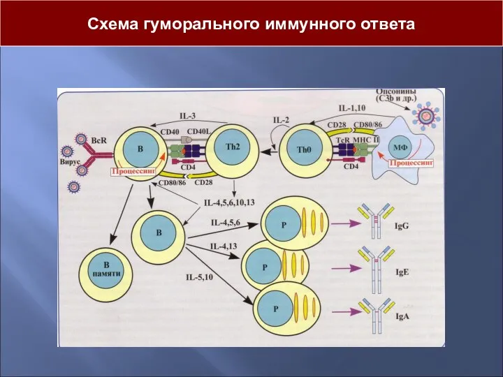 Схема гуморального иммунного ответа