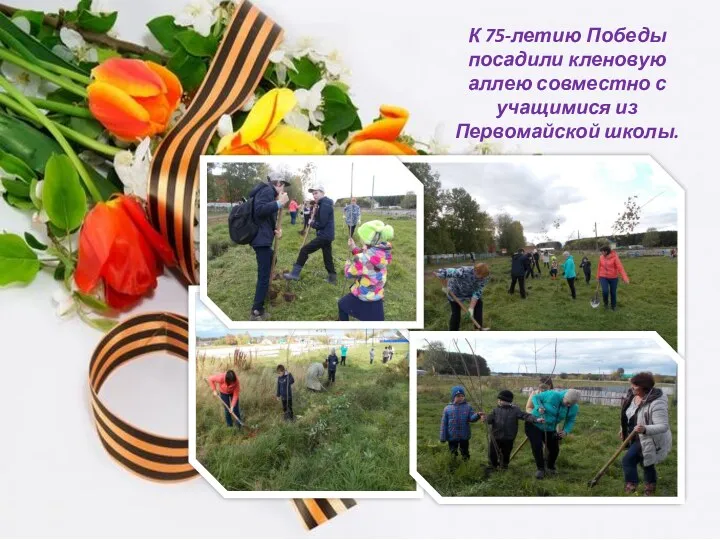 К 75-летию Победы посадили кленовую аллею совместно с учащимися из Первомайской школы.