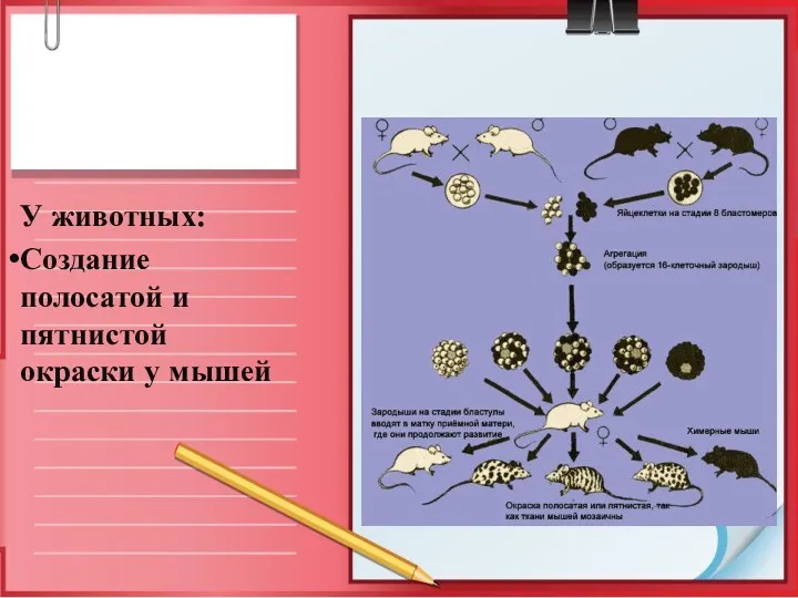 У животных: Создание полосатой и пятнистой окраски у мышей