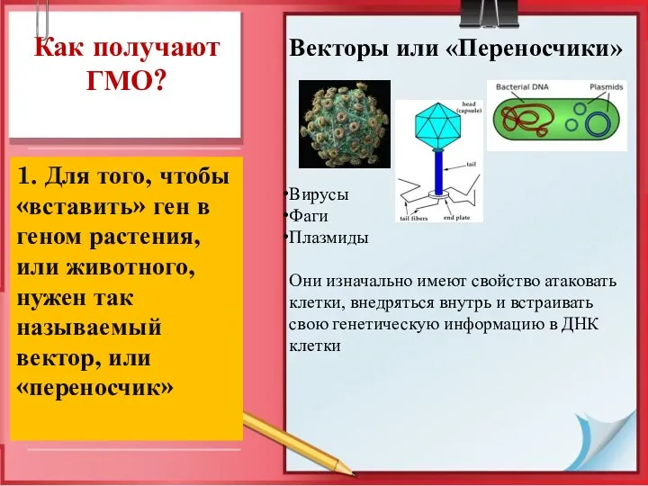 Как получают ГМО? 1. Для того, чтобы «вставить» ген в