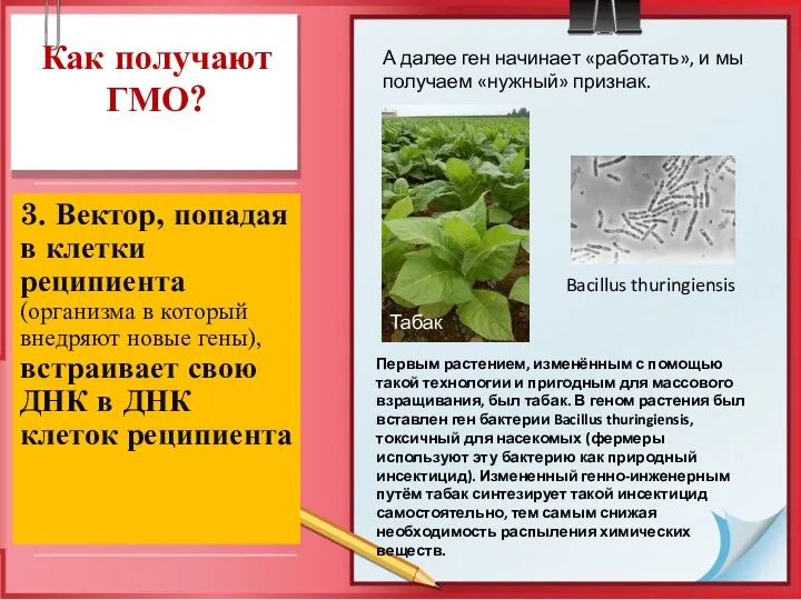 Как получают ГМО? 3. Вектор, попадая в клетки реципиента (организма