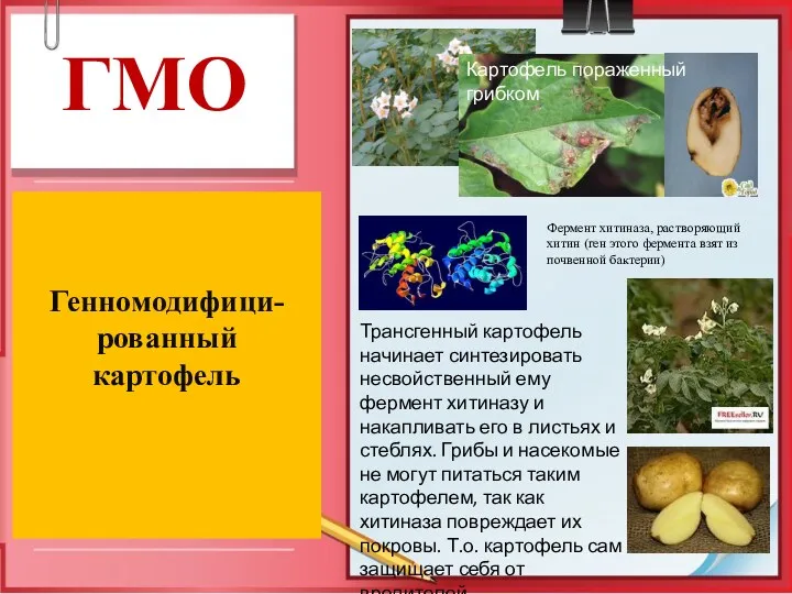 ГМО Генномодифици-рованный картофель Картофель пораженный грибком Фермент хитиназа, растворяющий хитин