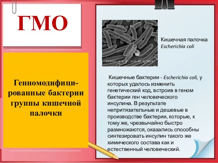 ГМО Генномодифици-рованные бактерии группы кишечной палочки Кишечная палочка Escherichia coli