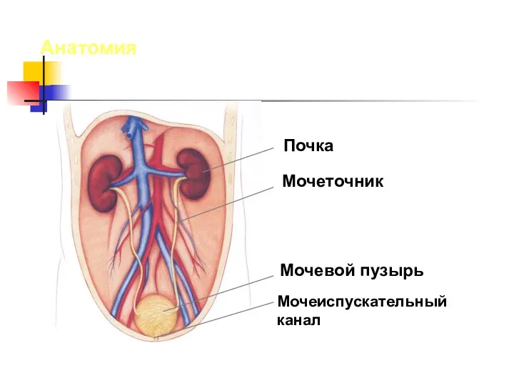 Анатомия Почка Мочеиспускательный канал Мочевой пузырь Мочеточник