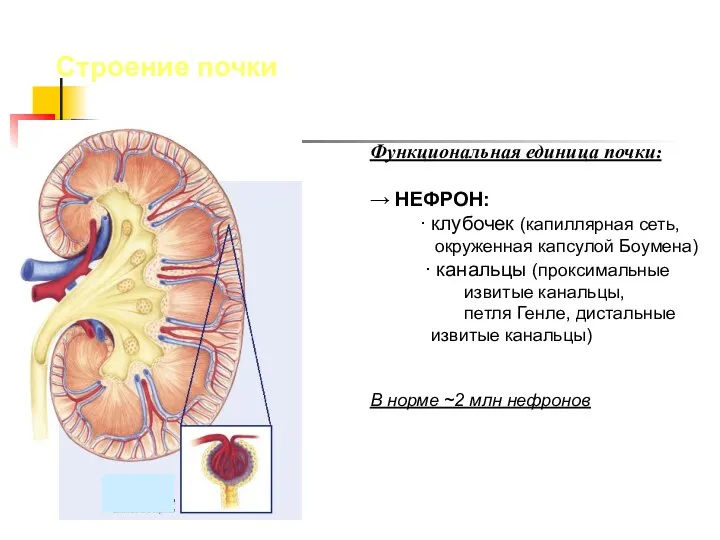 Строение почки Функциональная единица почки: → НЕФРОН: ∙ клубочек (капиллярная