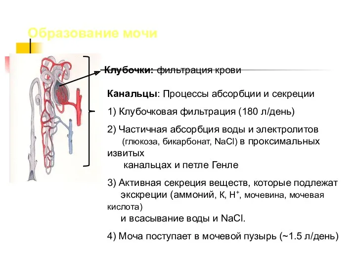 1) Клубочковая фильтрация (180 л/день) 2) Частичная абсорбция воды и