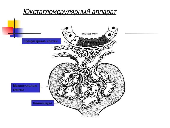 Юкстагломерулярный аппарат Гранулярные клетки Мезангильные клетки Капилляры