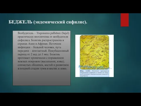 БЕДЖЕЛЬ (эндемический сифилис). Возбудитель – Treponema pallidum (bejel) практически неотличима