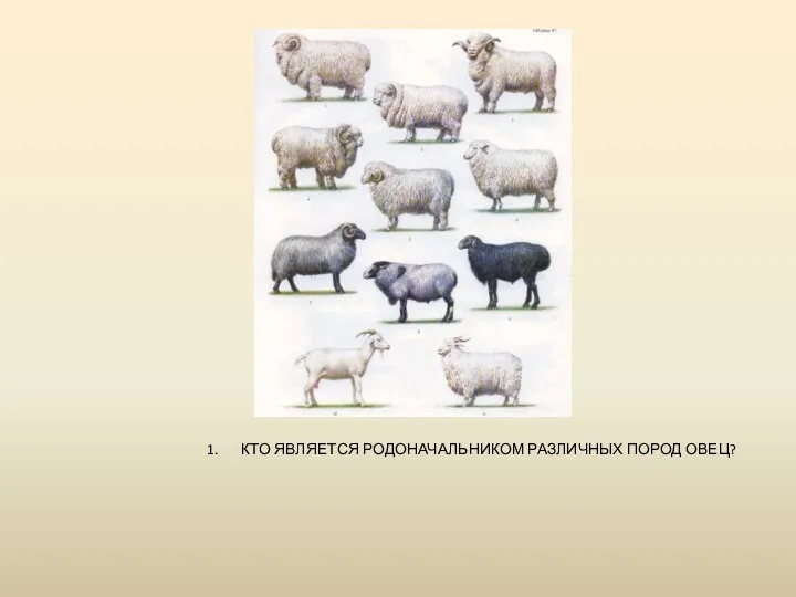 КТО ЯВЛЯЕТСЯ РОДОНАЧАЛЬНИКОМ РАЗЛИЧНЫХ ПОРОД ОВЕЦ?