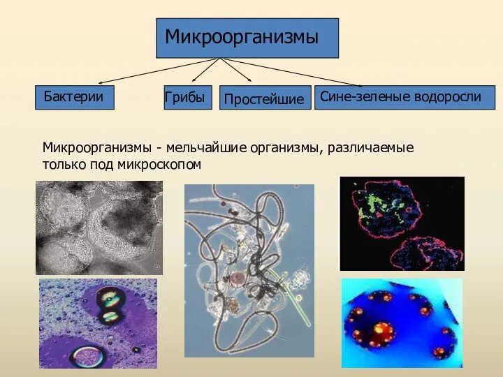 Микроорганизмы - мельчайшие организмы, различаемые только под микроскопом