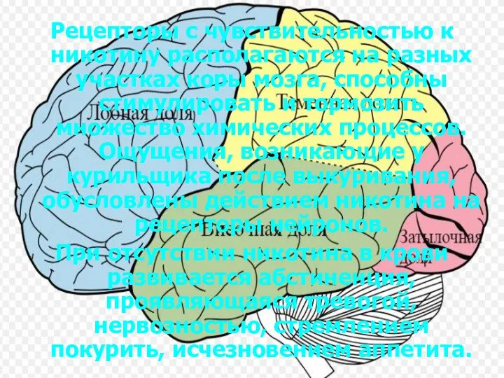 Рецепторы с чувствительностью к никотину располагаются на разных участках коры