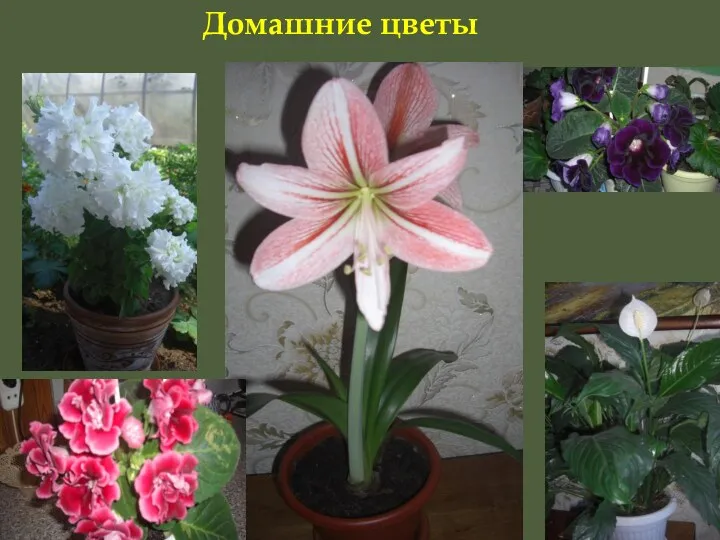 Домашние цветы