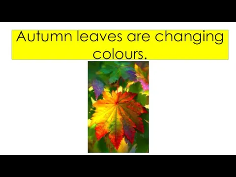 Autumn leaves are changing colours.
