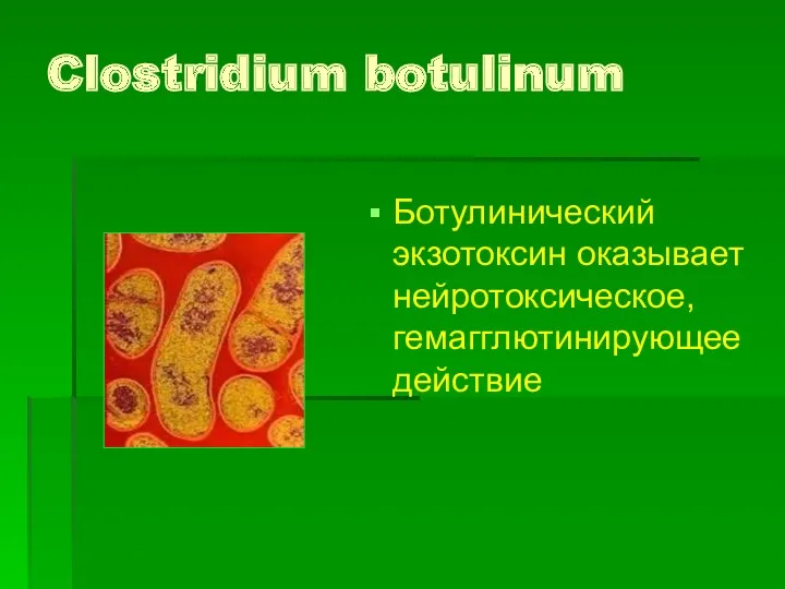 Clostridium botulinum Ботулинический экзотоксин оказывает нейротоксическое, гемагглютинирующее действие