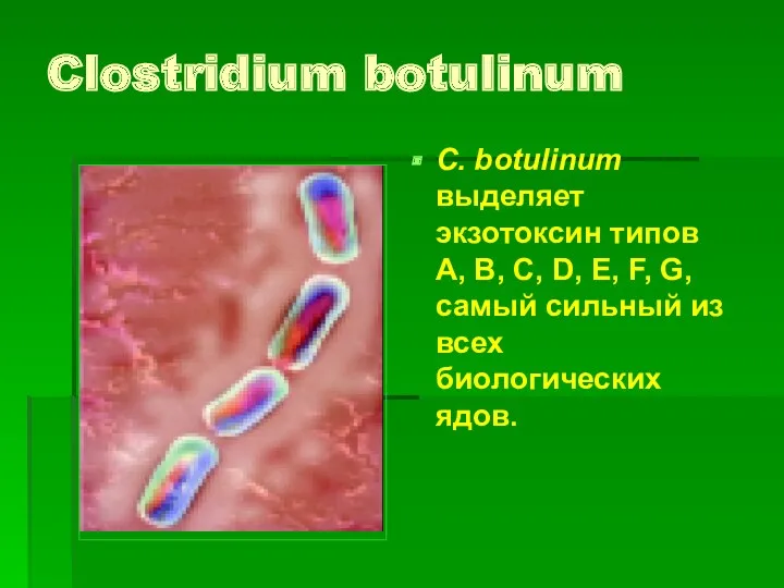 Clostridium botulinum С. botulinum выделяет экзотоксин типов А, В, С, D, Е, F,