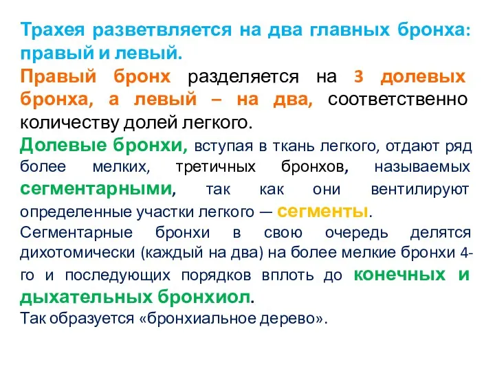 Трахея разветвляется на два главных бронха: правый и левый. Правый