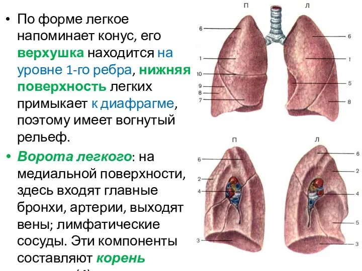 По форме легкое напоминает конус, его верхушка находится на уровне