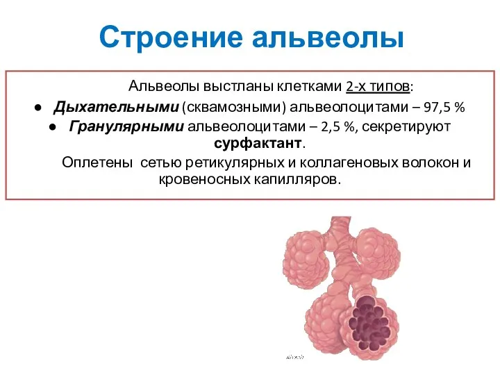 Строение альвеолы Альвеолы выстланы клетками 2-х типов: Дыхательными (сквамозными) альвеолоцитами