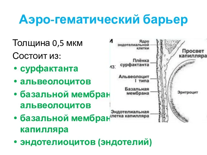 Аэро-гематический барьер Толщина 0,5 мкм Состоит из: сурфактанта альвеолоцитов базальной