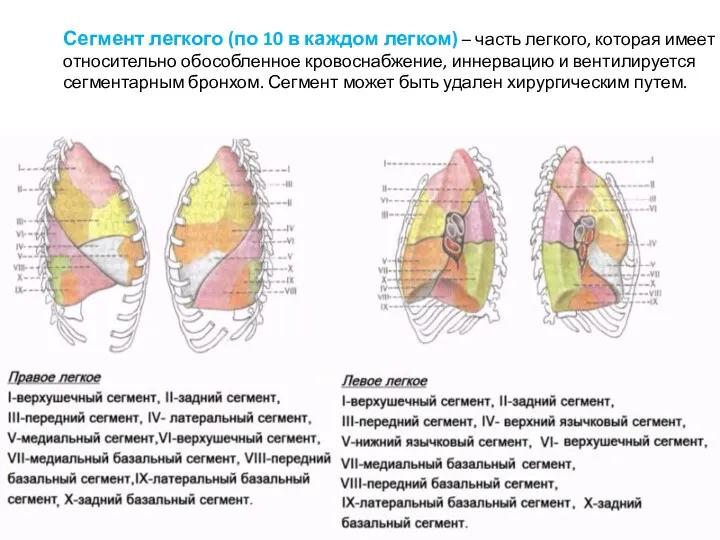 Сегмент легкого (по 10 в каждом легком) – часть легкого,