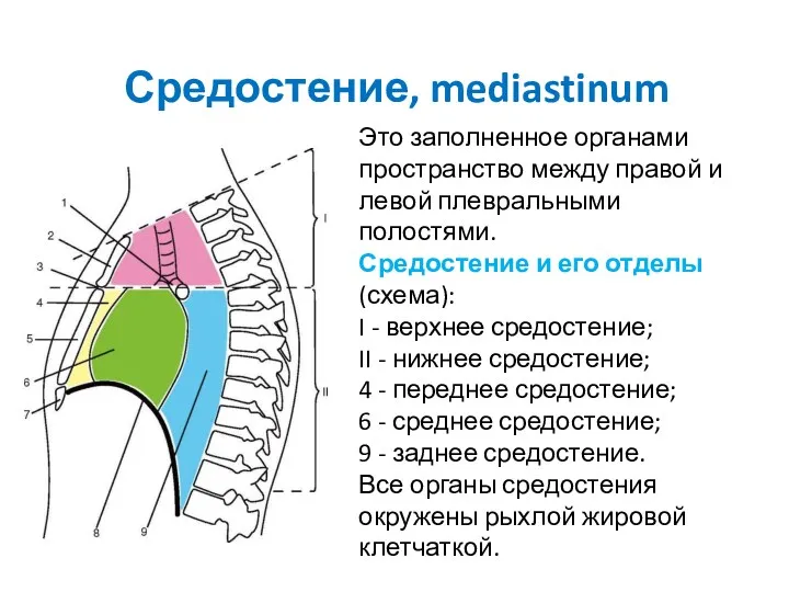 Средостение, mediastinum Это заполненное органами пространство между правой и левой