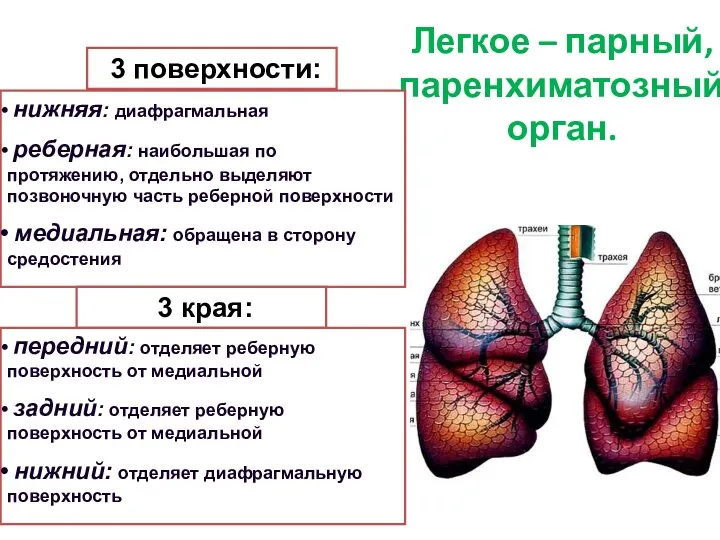 Легкое – парный, паренхиматозный орган. 3 поверхности: нижняя: диафрагмальная реберная: