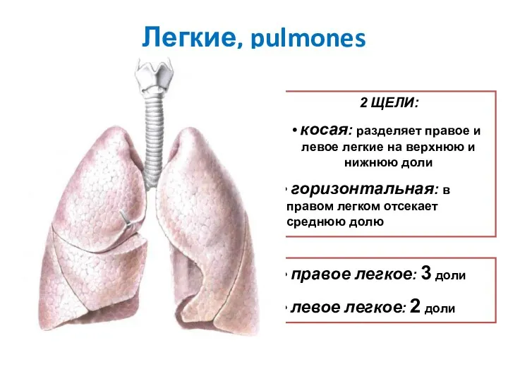 Легкие, pulmones 2 ЩЕЛИ: косая: разделяет правое и левое легкие