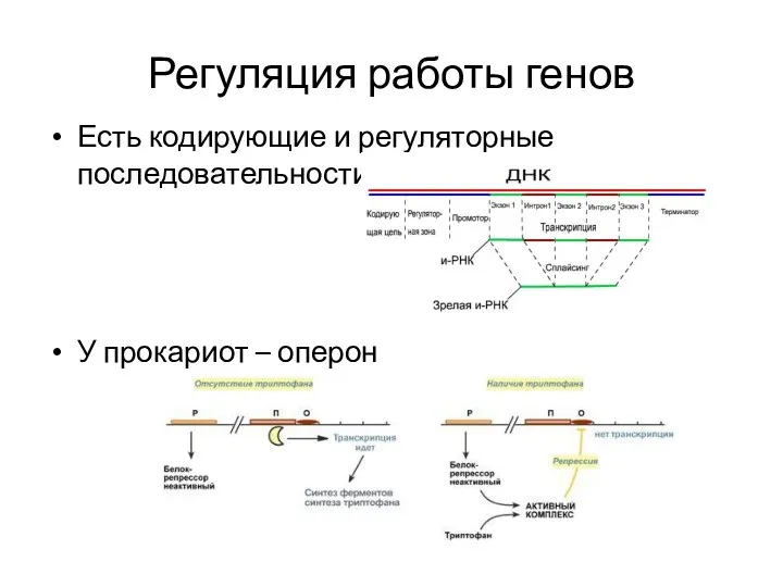 Регуляция работы генов Есть кодирующие и регуляторные последовательности У прокариот – оперон