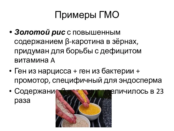 Примеры ГМО Золотой рис с повышенным содержанием β-каротина в зёрнах, придуман для борьбы