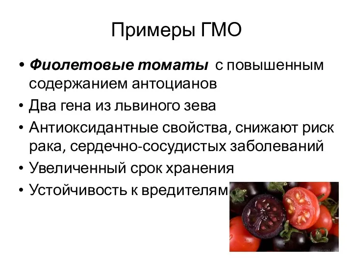 Примеры ГМО Фиолетовые томаты с повышенным содержанием антоцианов Два гена из львиного зева