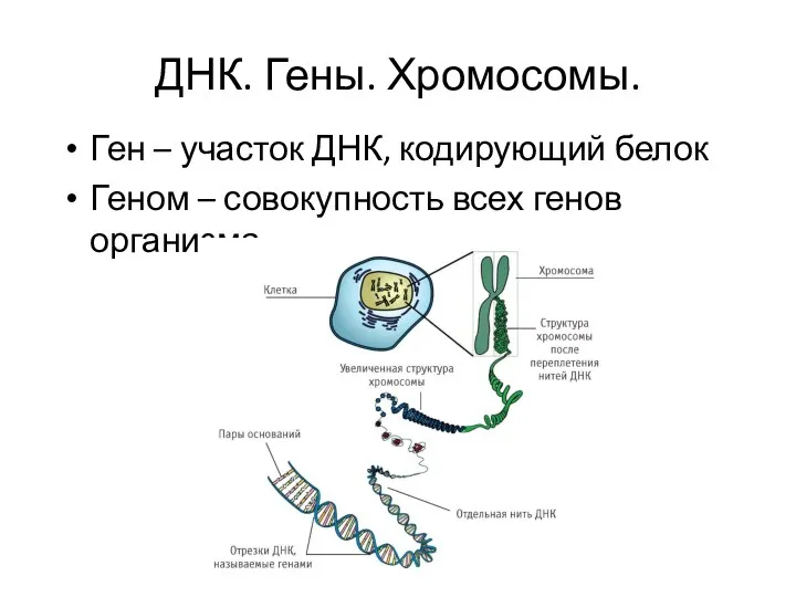 ДНК. Гены. Хромосомы. Ген – участок ДНК, кодирующий белок Геном – совокупность всех генов организма