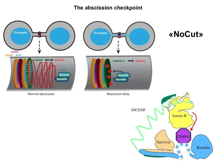 The abscission checkpoint «NoCut»
