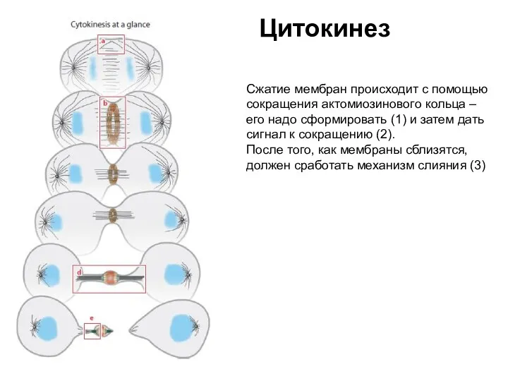 Цитокинез Сжатие мембран происходит с помощью сокращения актомиозинового кольца – его надо сформировать