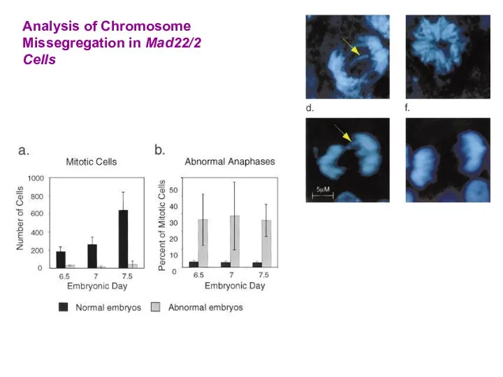 Analysis of Chromosome Missegregation in Mad22/2 Cells