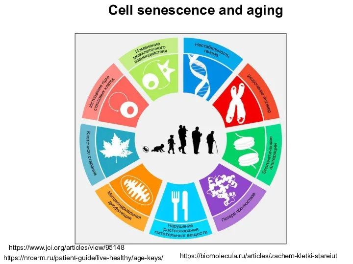 https://biomolecula.ru/articles/zachem-kletki-stareiut https://nrcerm.ru/patient-guide/live-healthy/age-keys/ https://www.jci.org/articles/view/95148 Cell senescence and aging