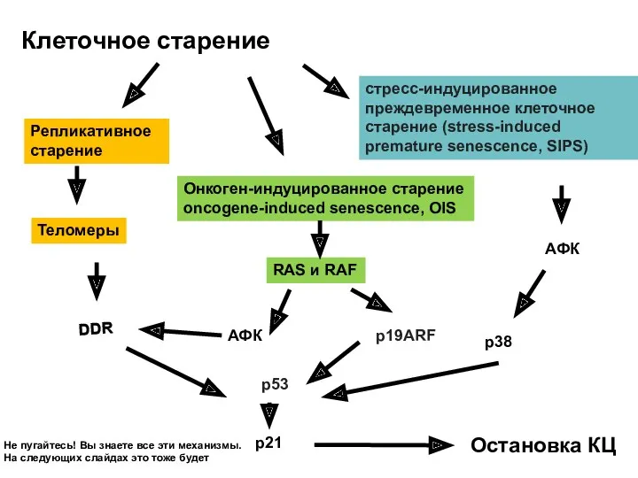 Клеточное старение Репликативное старение Теломеры DDR р21 Онкоген-индуцированное старение oncogene-induced