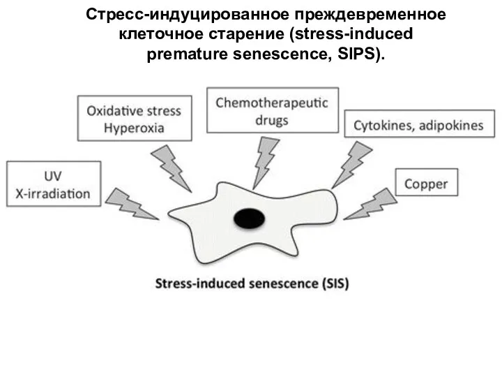 Стресс-индуцированное преждевременное клеточное старение (stress-induced premature senescence, SIPS).