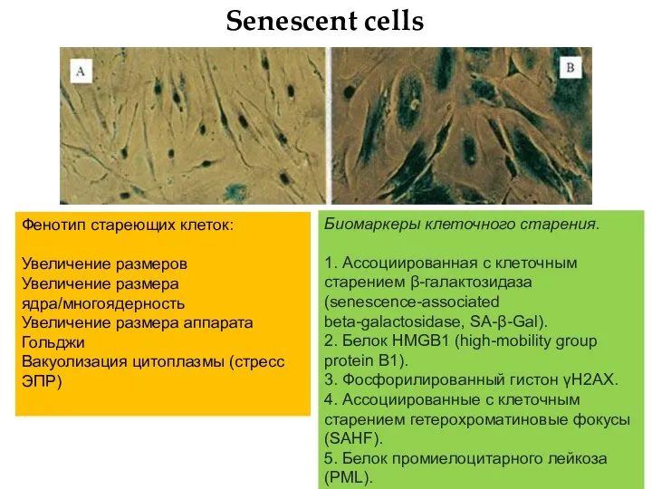 Фенотип стареющих клеток: Увеличение размеров Увеличение размера ядра/многоядерность Увеличение размера