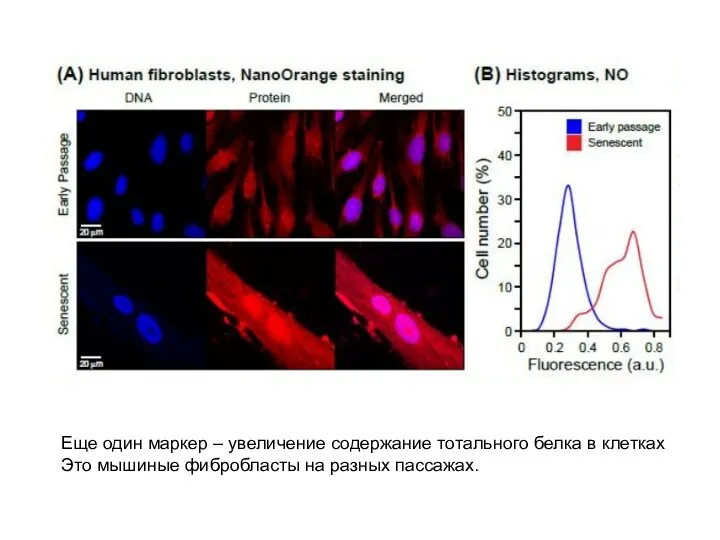 Еще один маркер – увеличение содержание тотального белка в клетках Это мышиные фибробласты на разных пассажах.