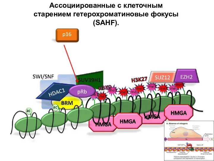 Ассоциированные с клеточным старением гетерохроматиновые фокусы (SAHF).