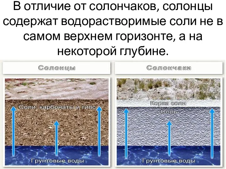 В отличие от солончаков, солонцы содержат водорастворимые соли не в