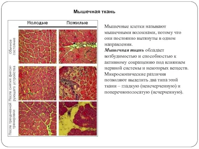 Мышечная ткань Мышечные клетки называют мышечными волокнами, потому что они