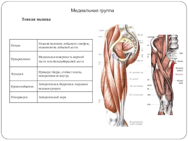 Медиальная группа Тонкая мышца