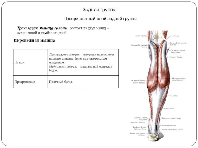 Задняя группа Поверхностный слой задней группы Трехглавая мышца голени состоит